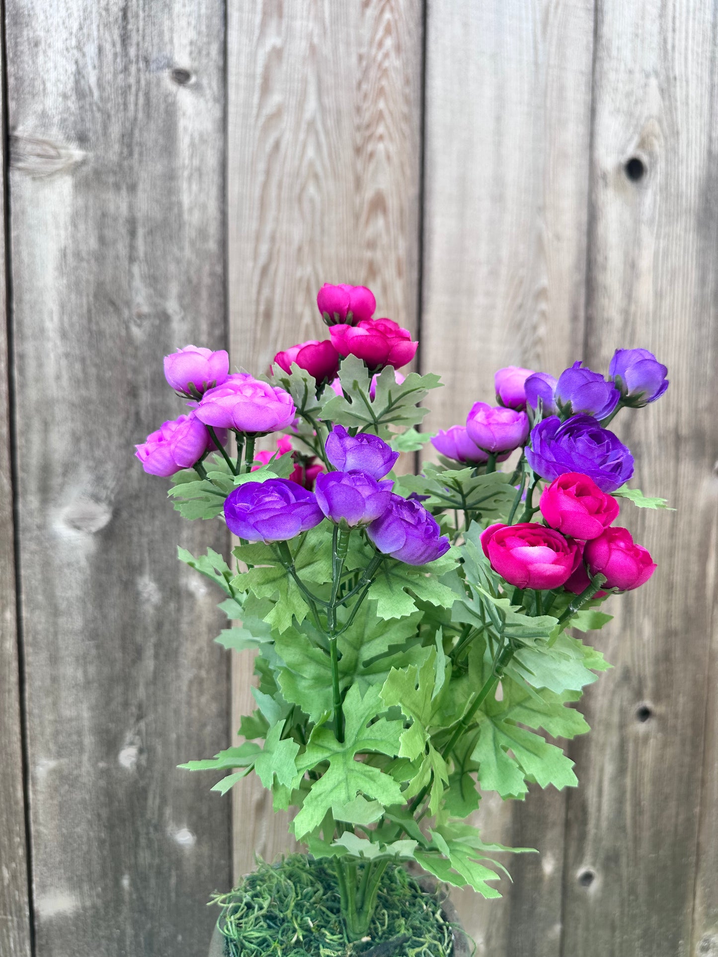 MINI RANUNCULUS BUSH  84055-PULVFU