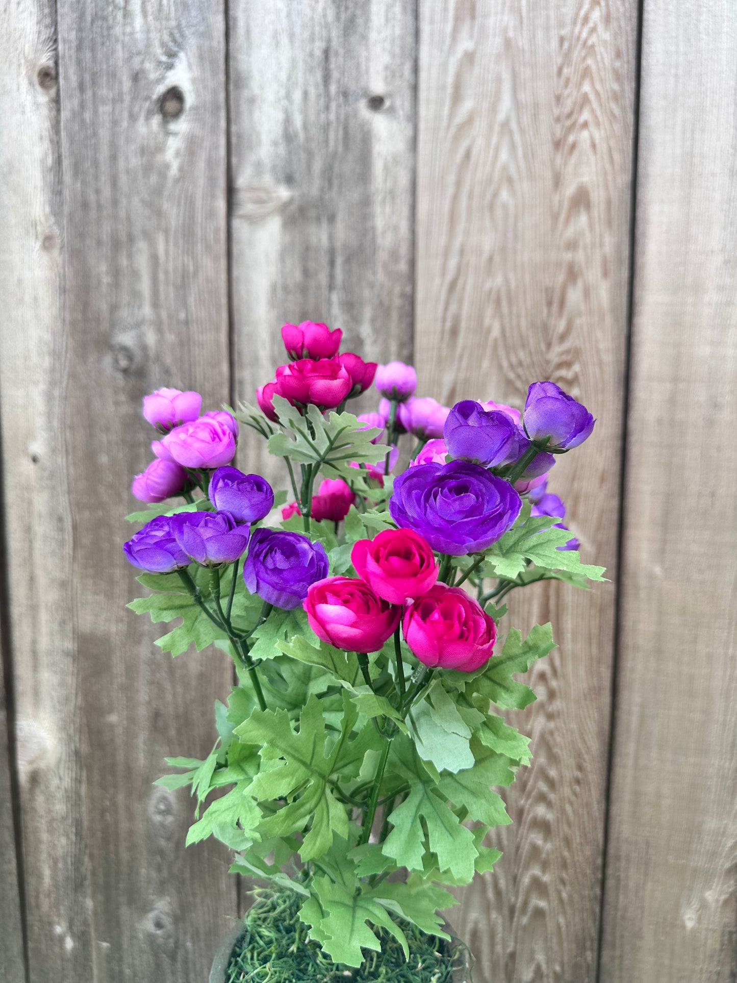 MINI RANUNCULUS BUSH  84055-PULVFU