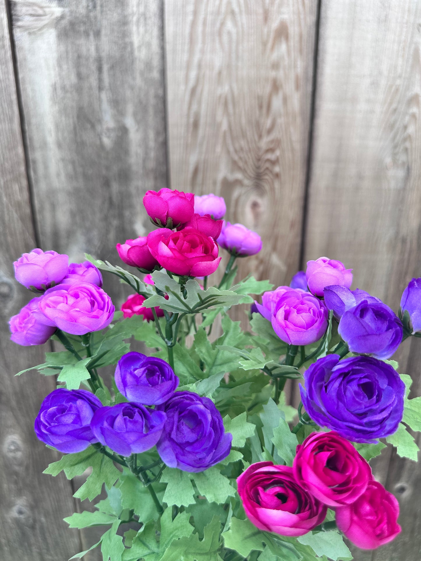 MINI RANUNCULUS BUSH  84055-PULVFU