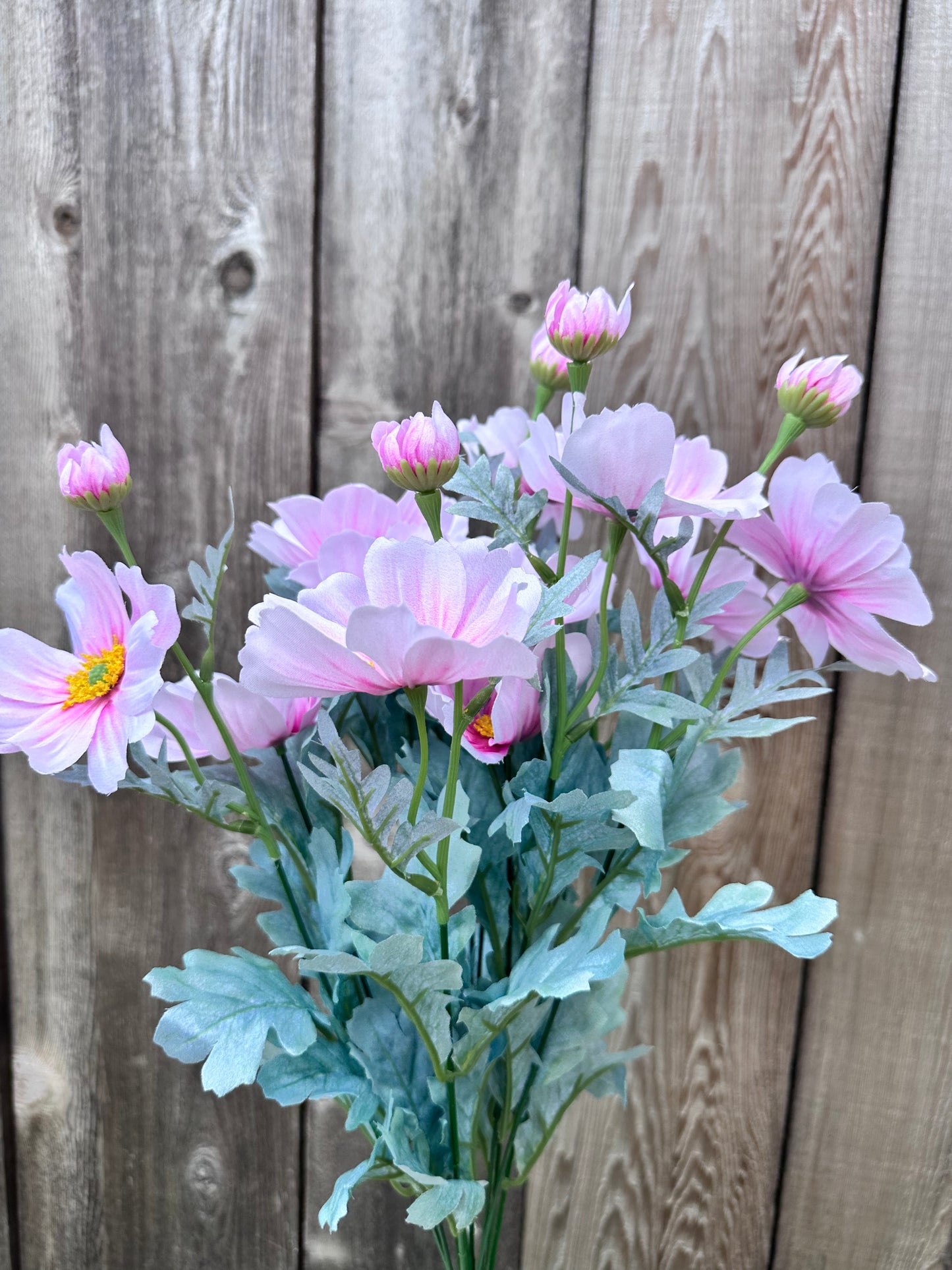 COSMOS BUSH  84299-PK