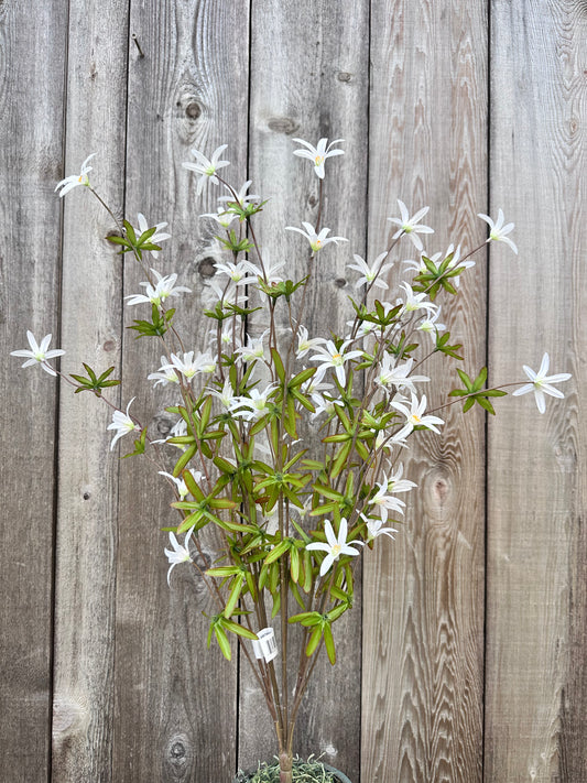 Tweedia Bush- White   SB780896-003