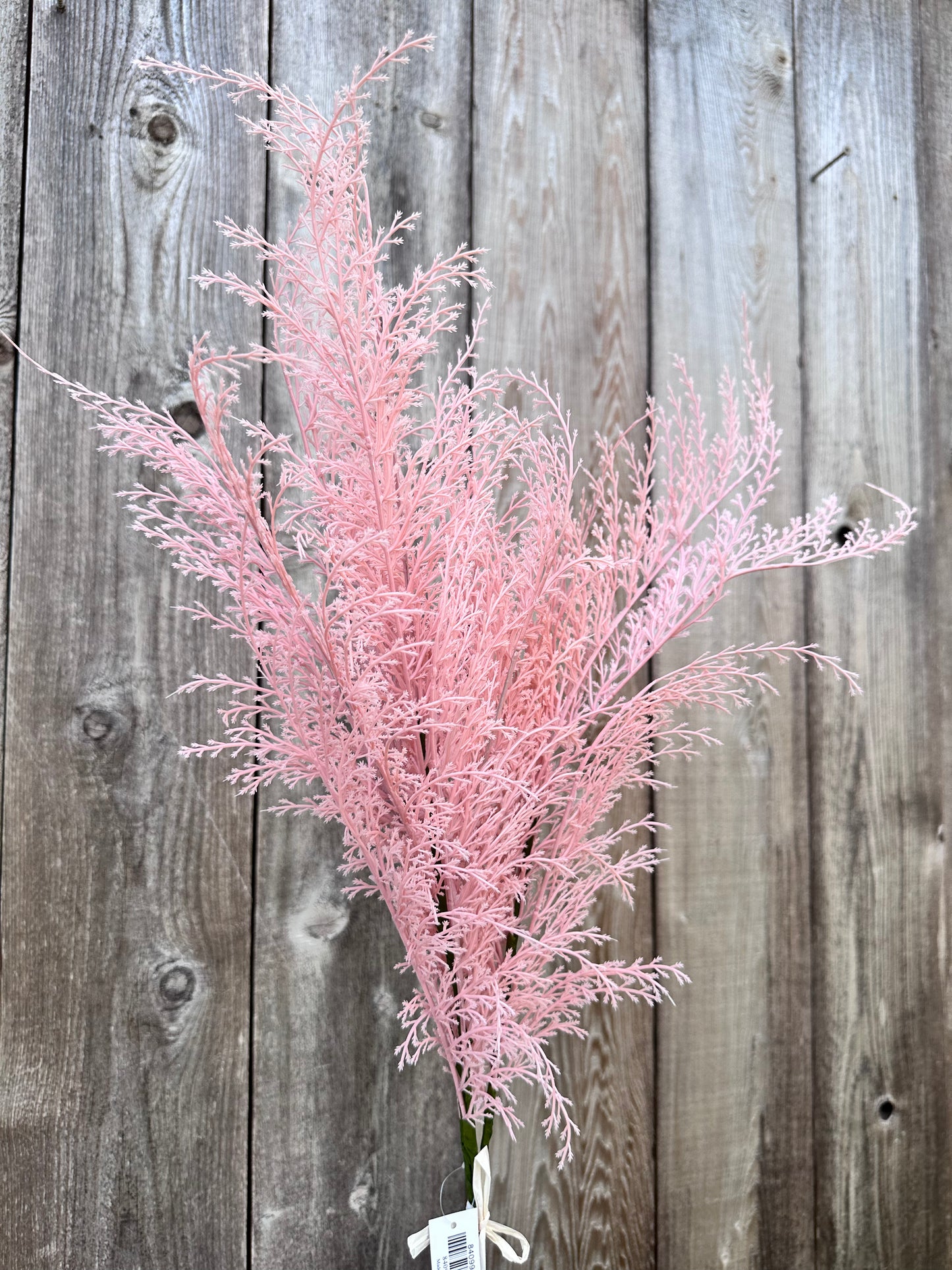 PHOENIX TAIL FERN  84099-PK