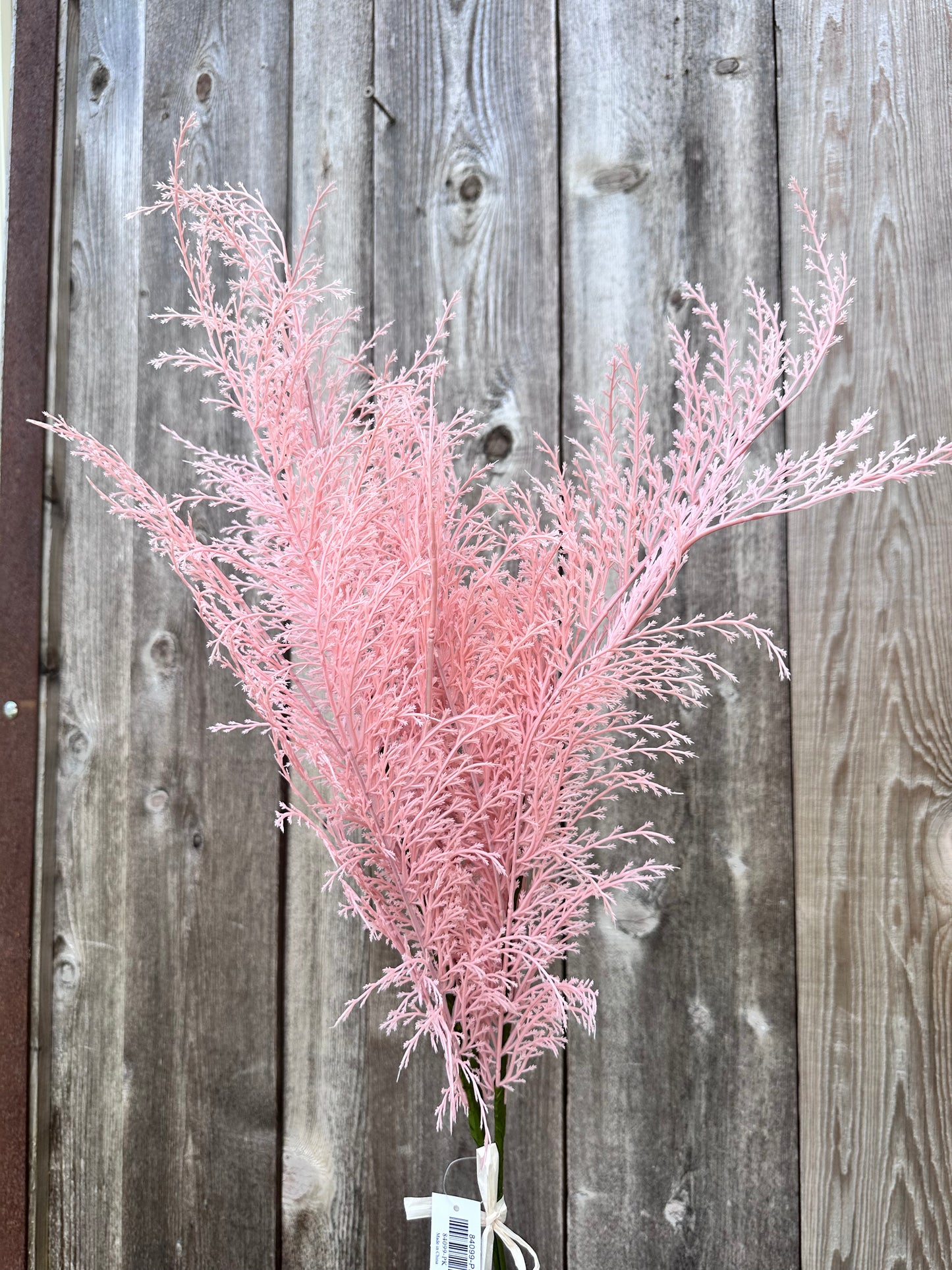 PHOENIX TAIL FERN  84099-PK