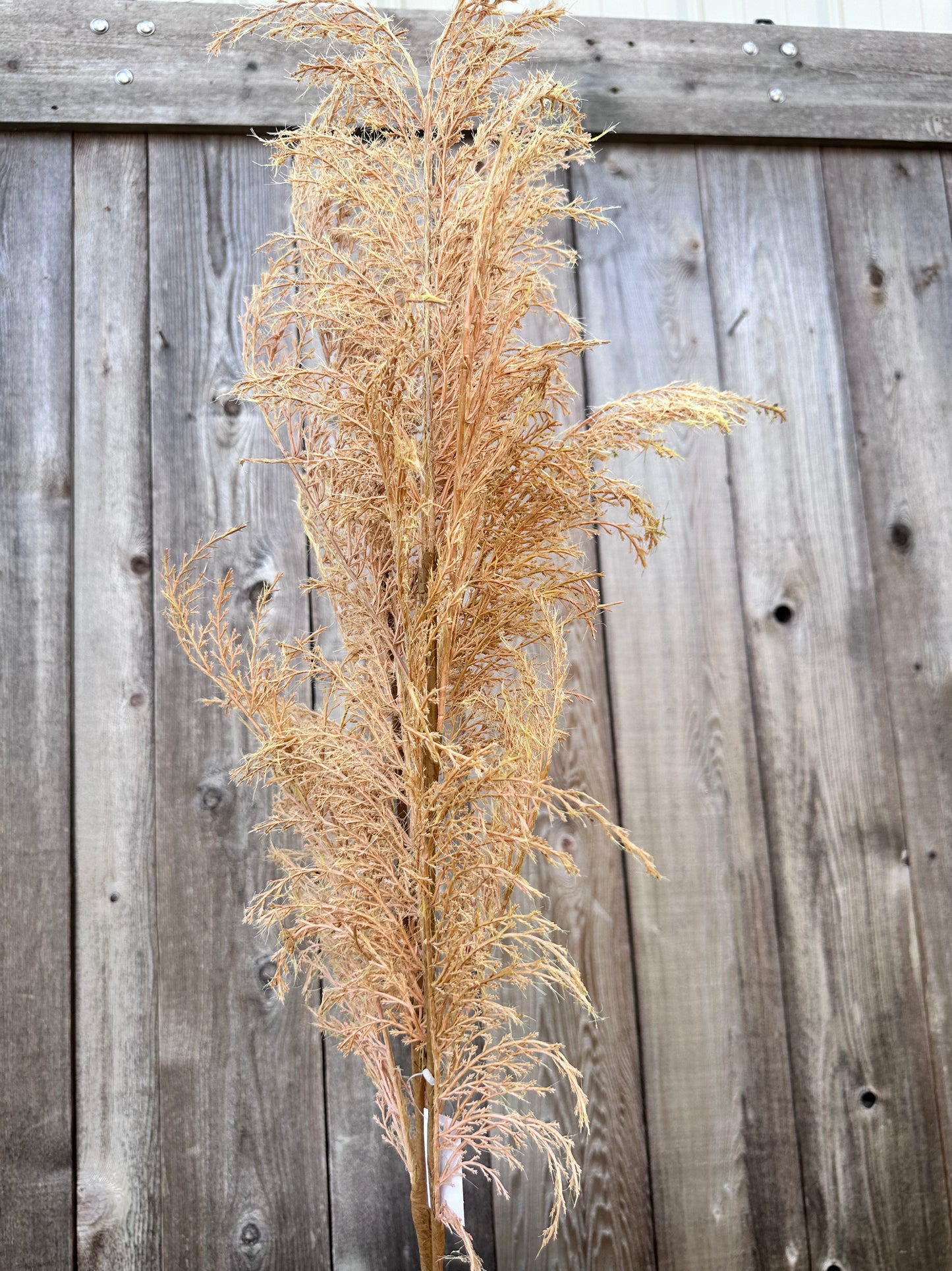 PHOENIX TAIL FERN   84846-LT.BRN