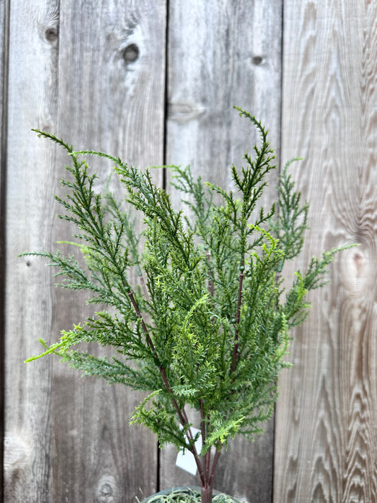 CEDAR STEM-GREEN   CS5092