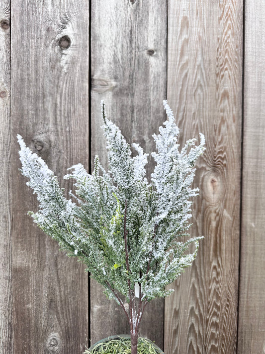 SNOW CEDAR STEM   CS5091