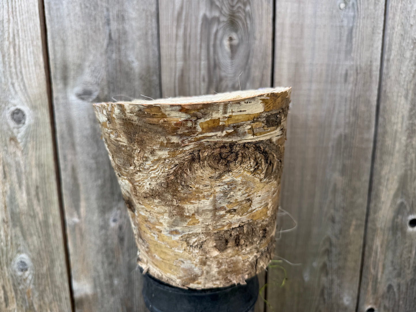 Md Birch Planter     21387