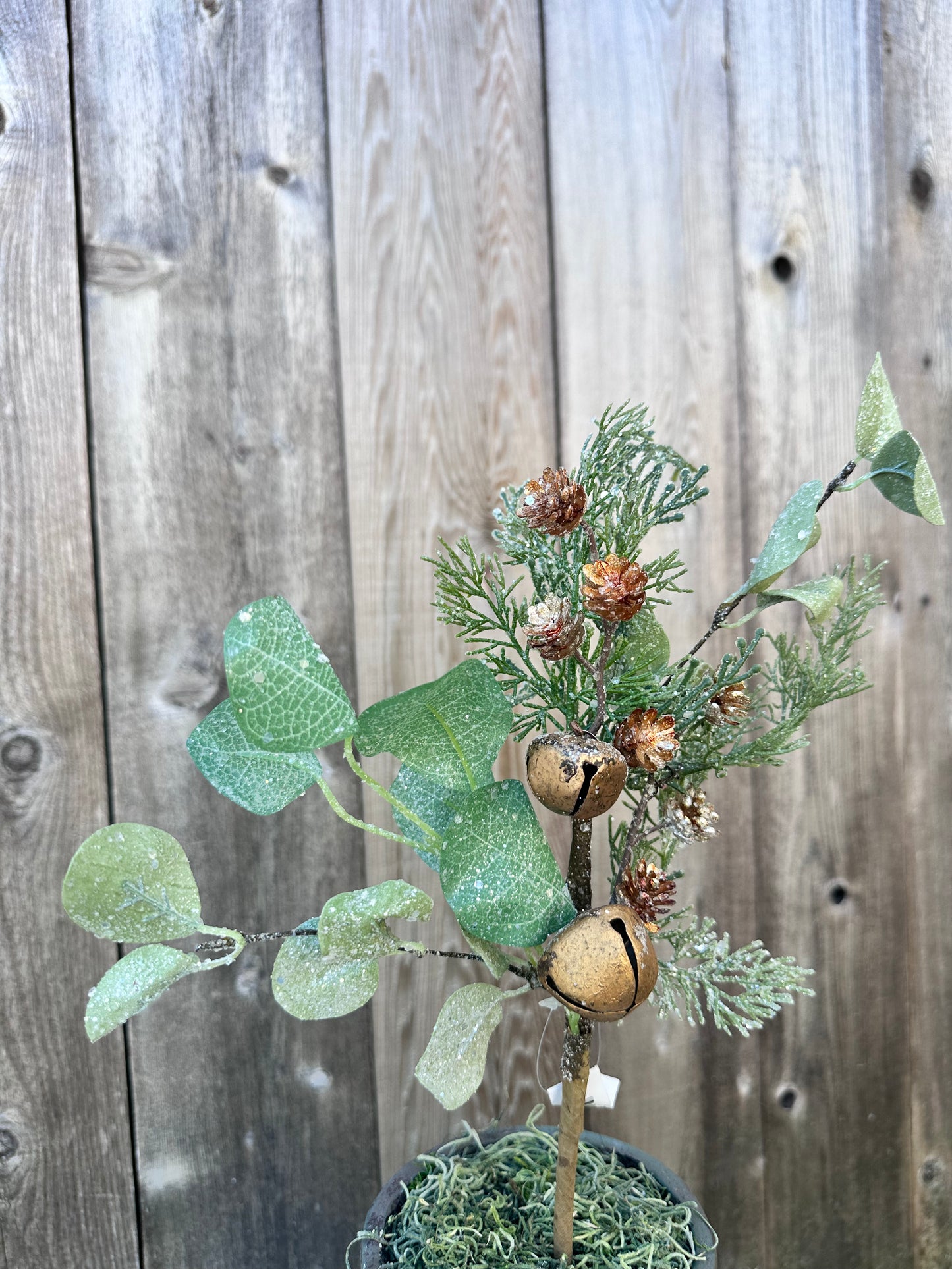 GOLD SONG EUCALYPTUS PICK   XM91308