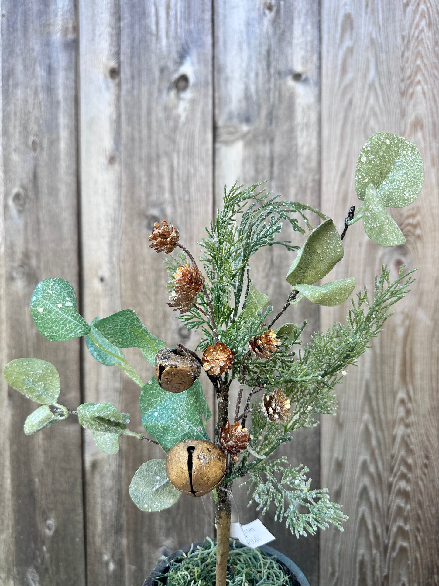 GOLD SONG EUCALYPTUS PICK   XM91308