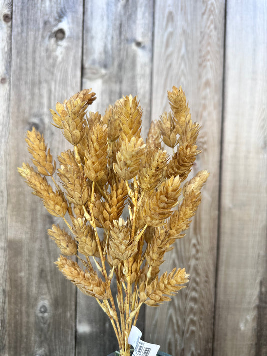 HOPS BUSH-BEIGE   V91682