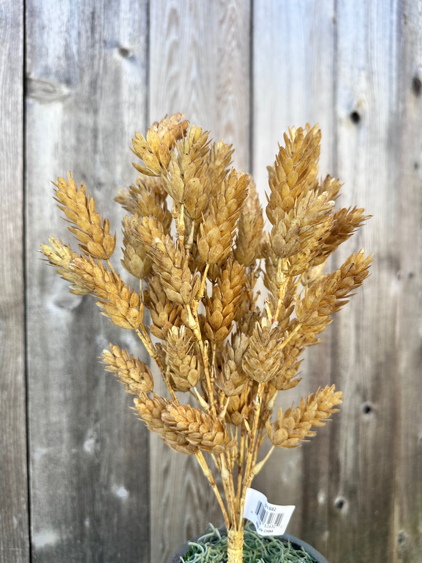 HOPS BUSH-BEIGE   V91682