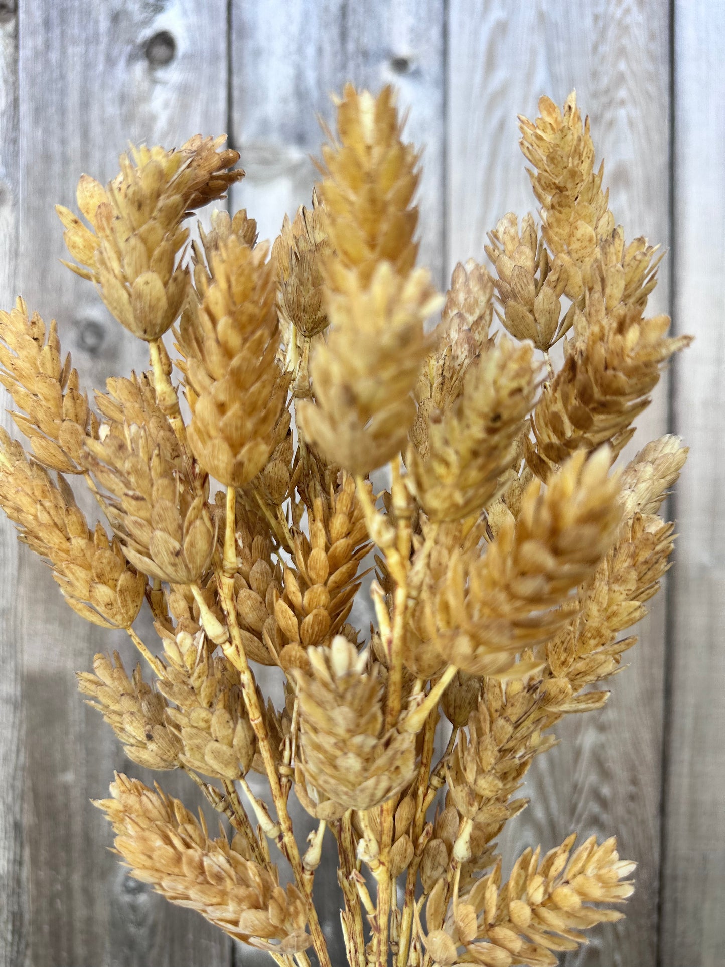 HOPS BUSH-BEIGE   V91682
