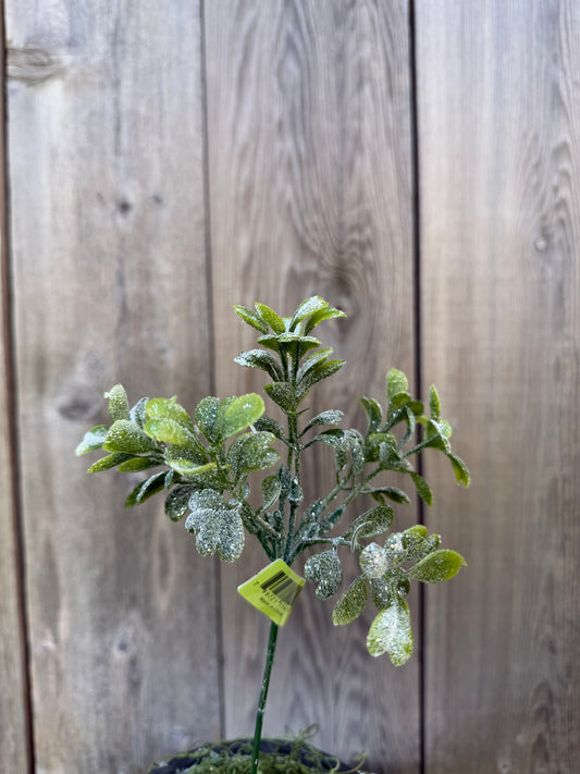 Boxwood  Pick     XP551138-068