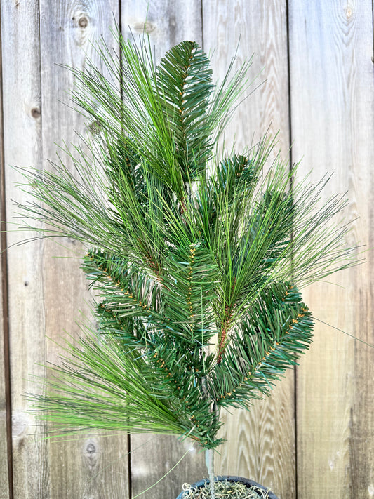 24in  Long Needle Pine   XS061025
