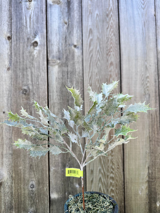 Holly Leaf Spray  XP551121-064