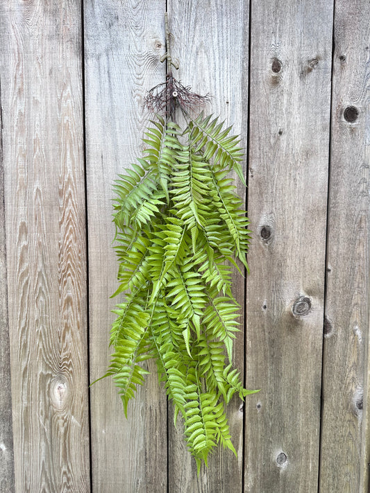 PLS LG FERN HANGN BSH   15791