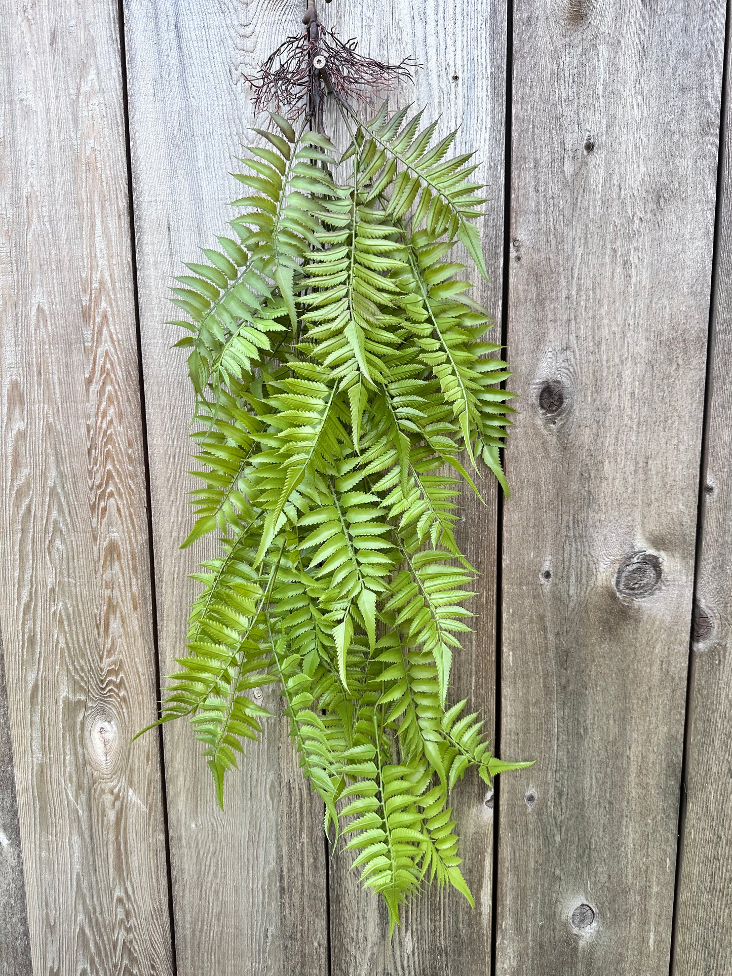 PLS LG FERN HANGN BSH   15791
