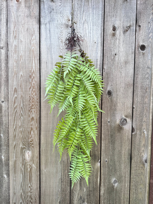 PLS LG FERN HANGN BSH   15793