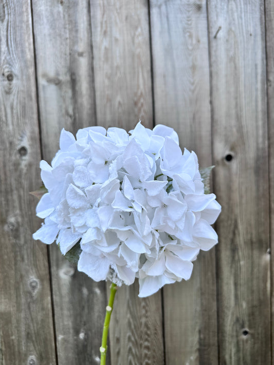 Snowy Hydrangea Stem   85018SNOW