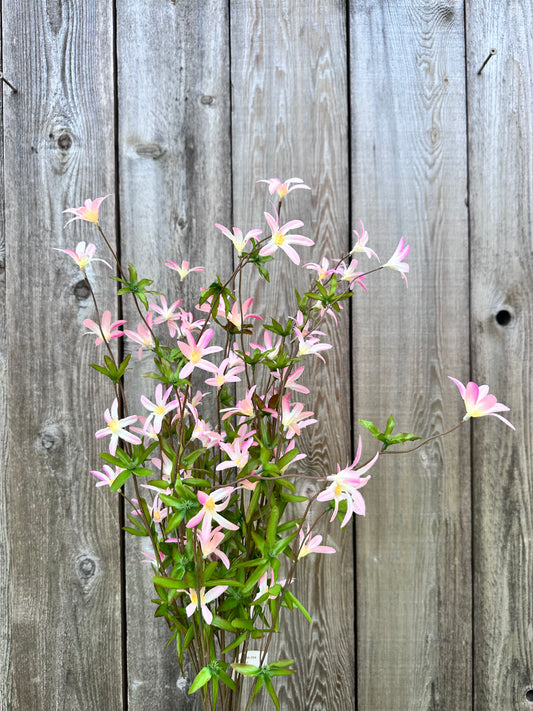 Tweedia Bush-Pink    SB780896-04