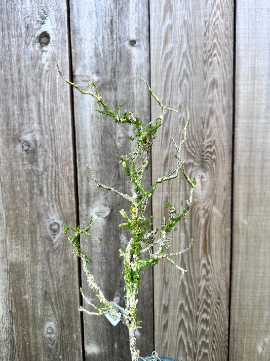 TWIG SPRAY W/MOSS    FT1805