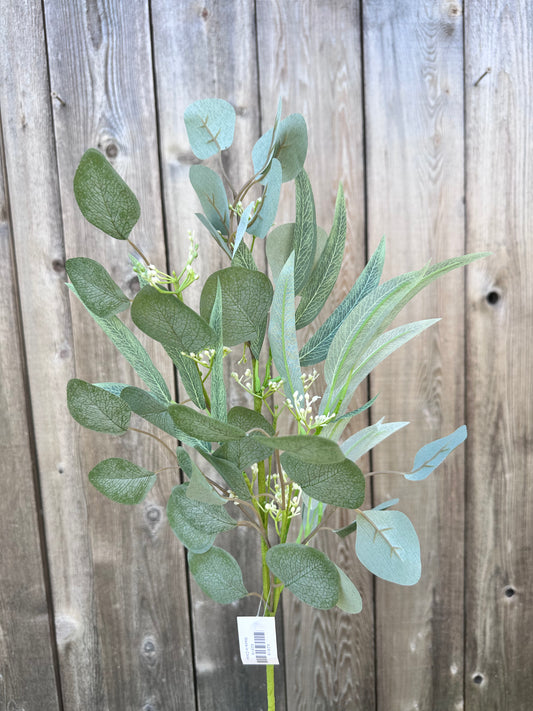 WILLOW EUCALYPTUS   62818