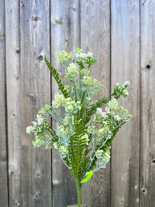Sedum Fern Bush    35132CMGN