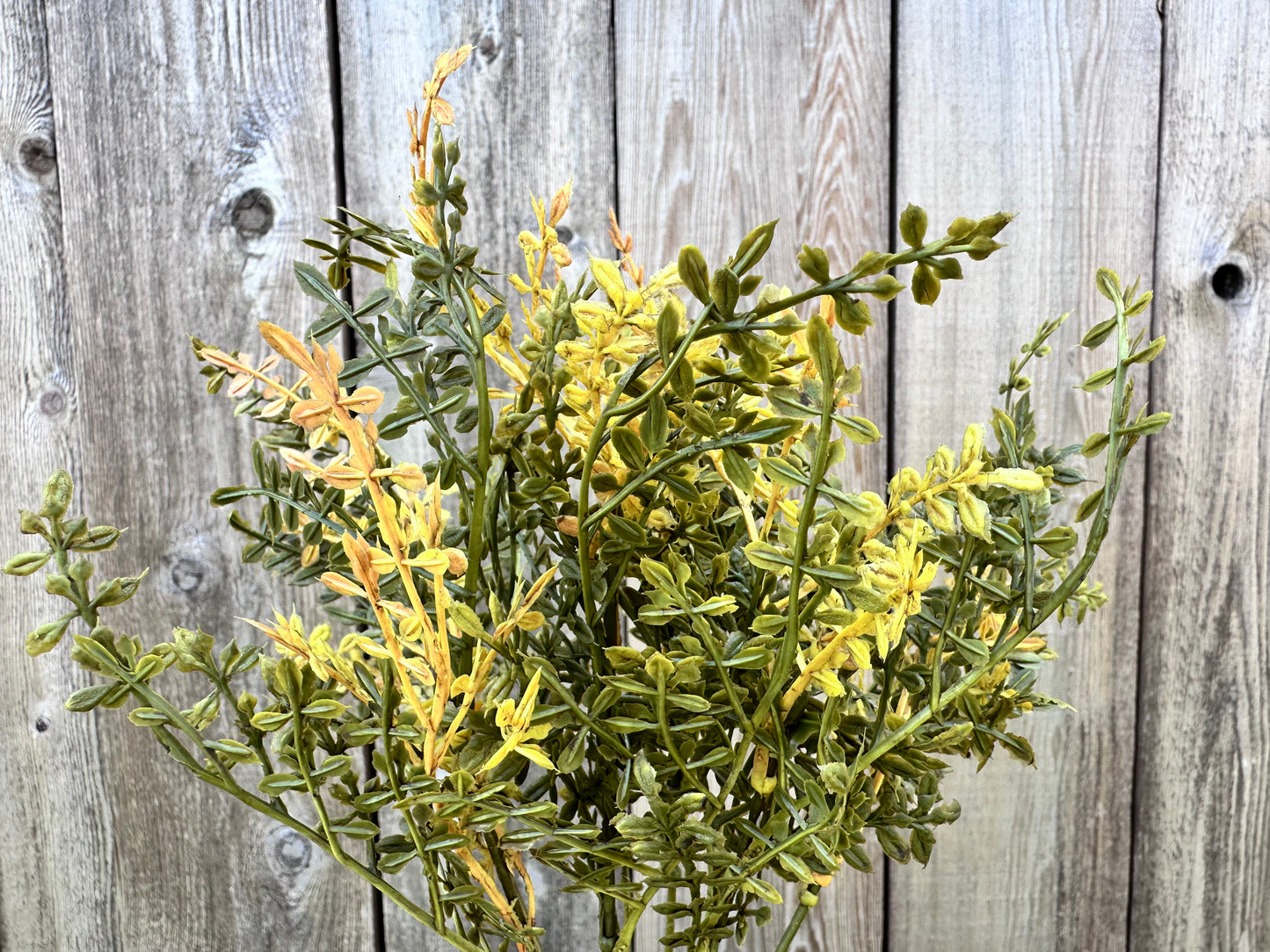 Chick weed bush mustard  F3021MU