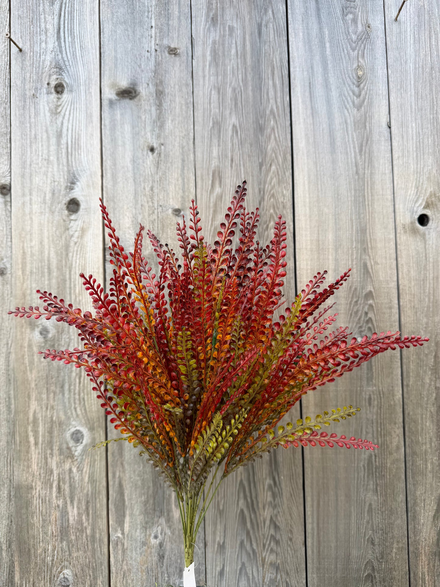 FERN BUSH    32318