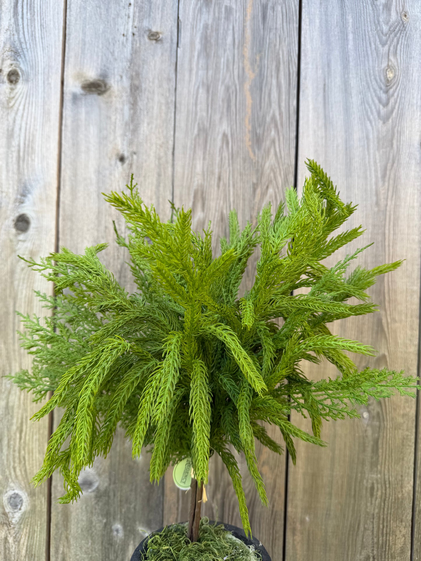 17" REAL TOUCH CEDAR/NORFOLK PINE BUNDLE   MTX77778