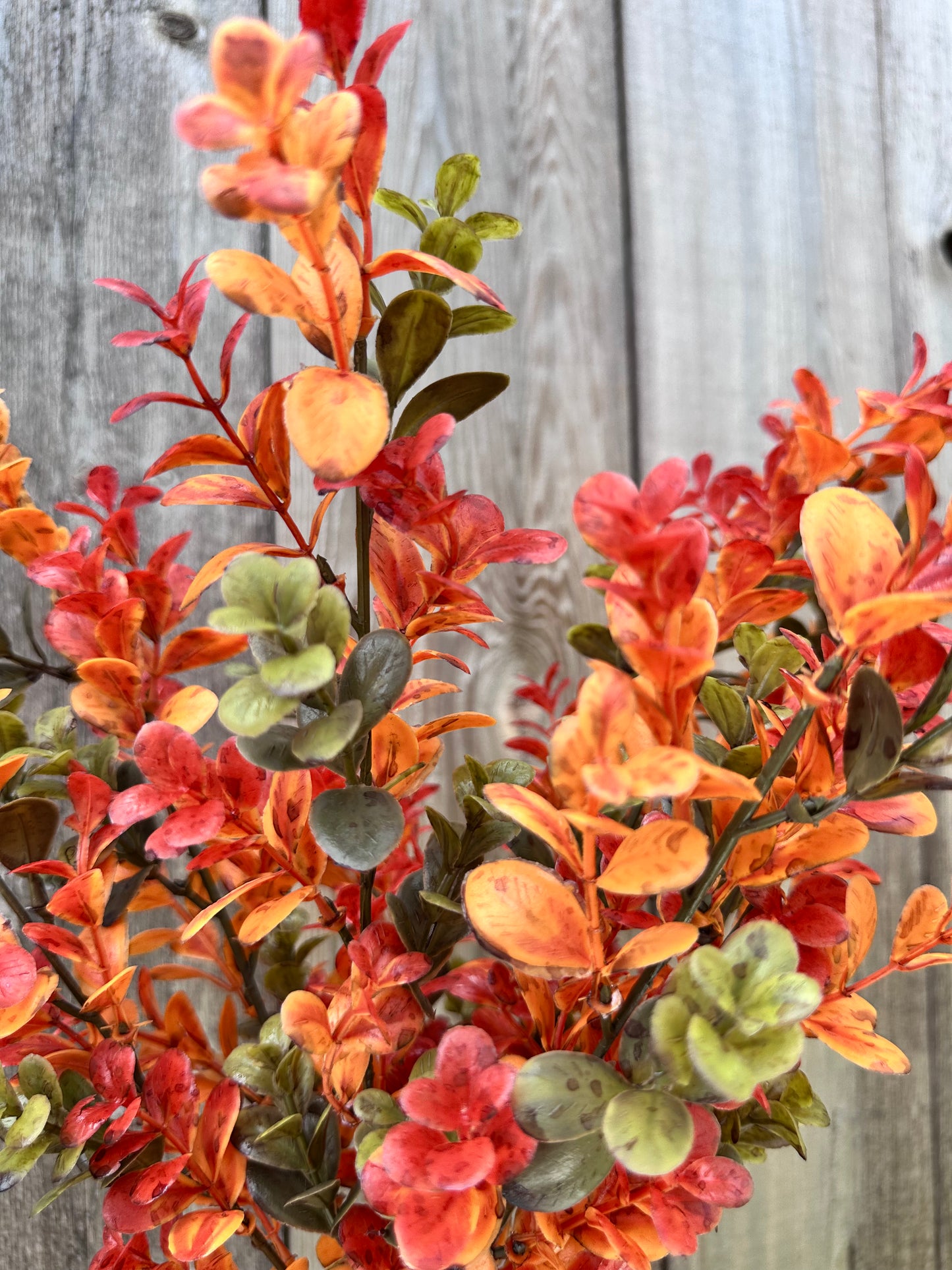 BOXWOOD BUSH  84343