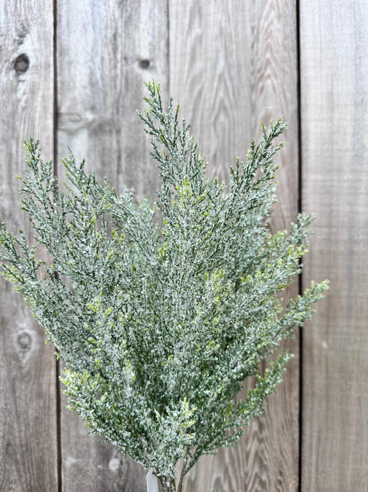 CEDAR BUSH   84351
