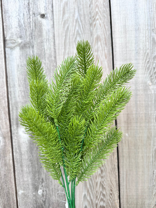 ANGEL PINE BUSH   81818