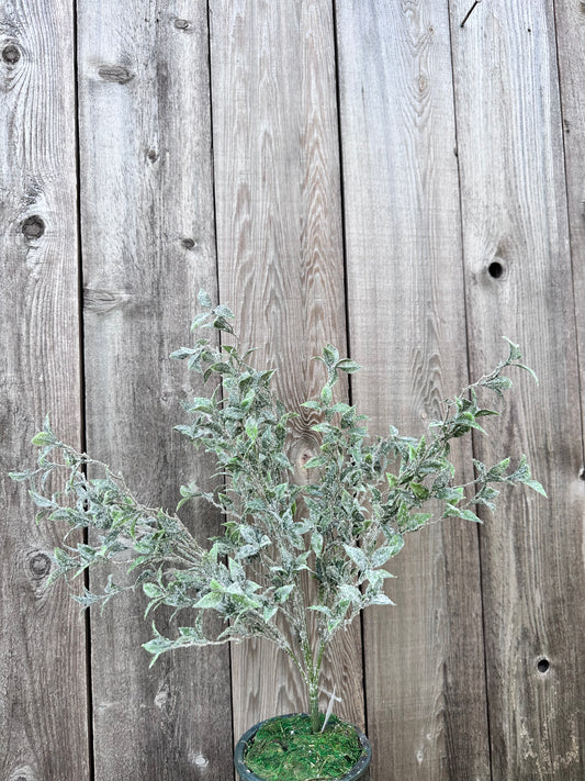 TEA LEAF W ICED BUSH   85253