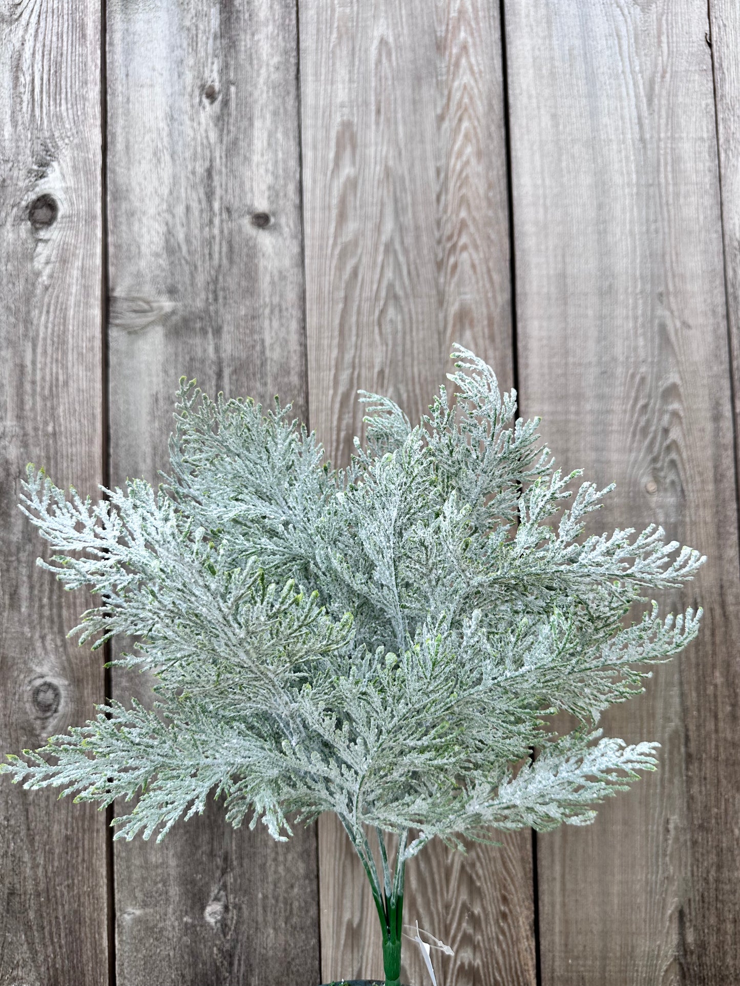 FROSTED CYPRESS BUSH   83611