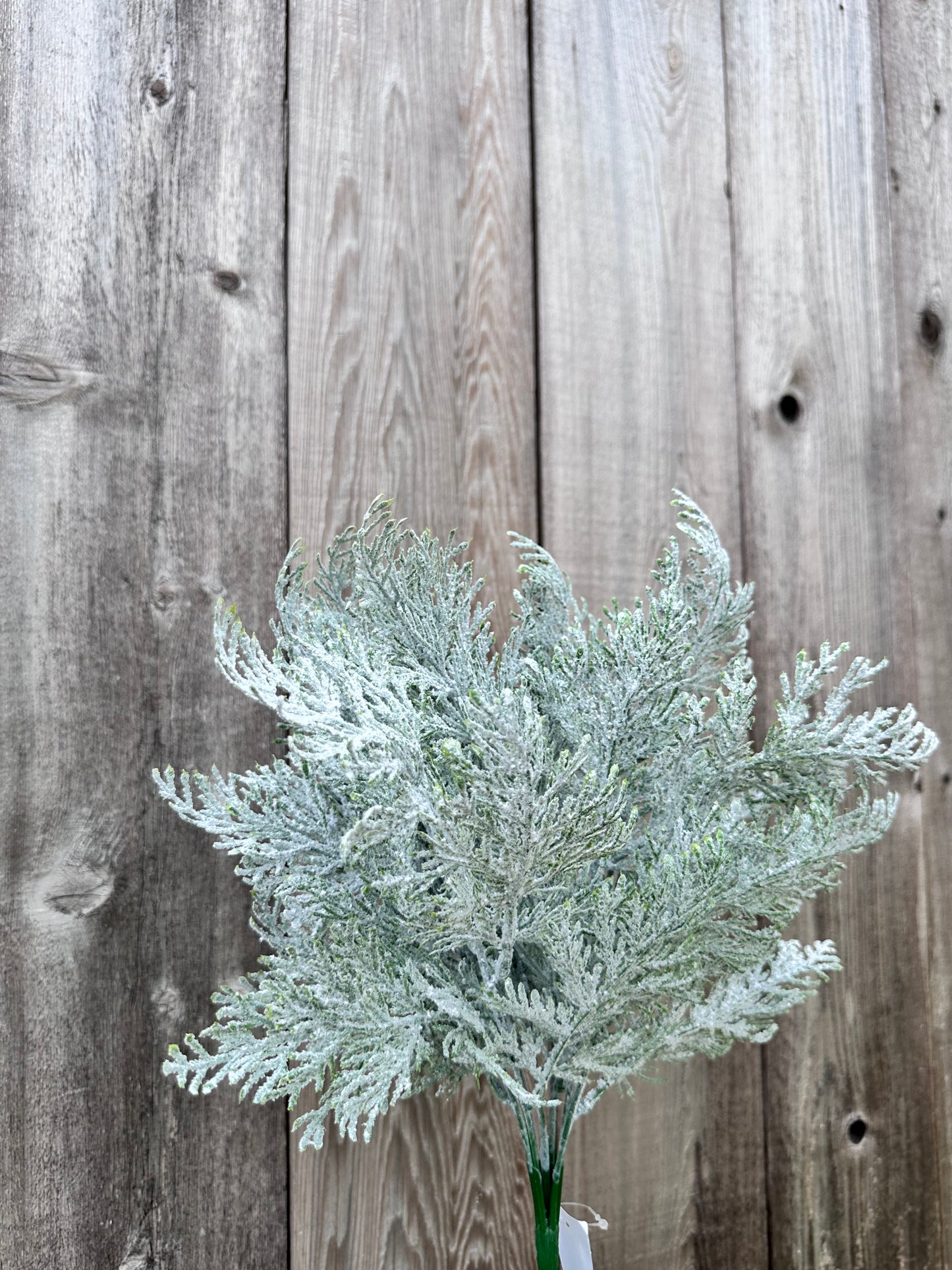 FROSTED CYPRESS BUSH   83611