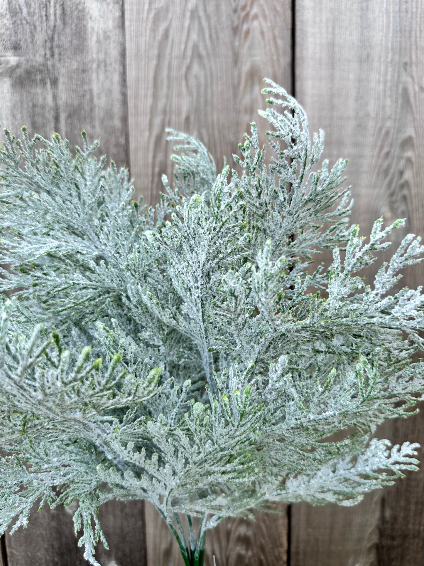 FROSTED CYPRESS BUSH   83611