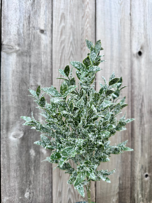 RUSCUS W ICED BUSH   85254
