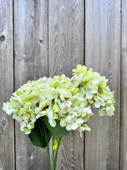 Hydrangea Bush   57328GN