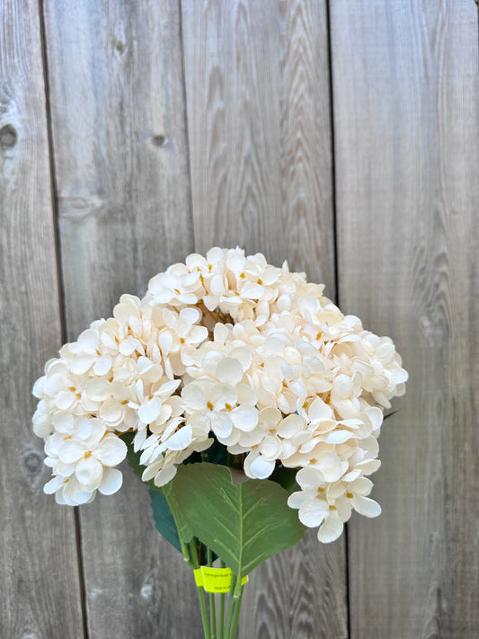 Hydrangea Bush   57328BE