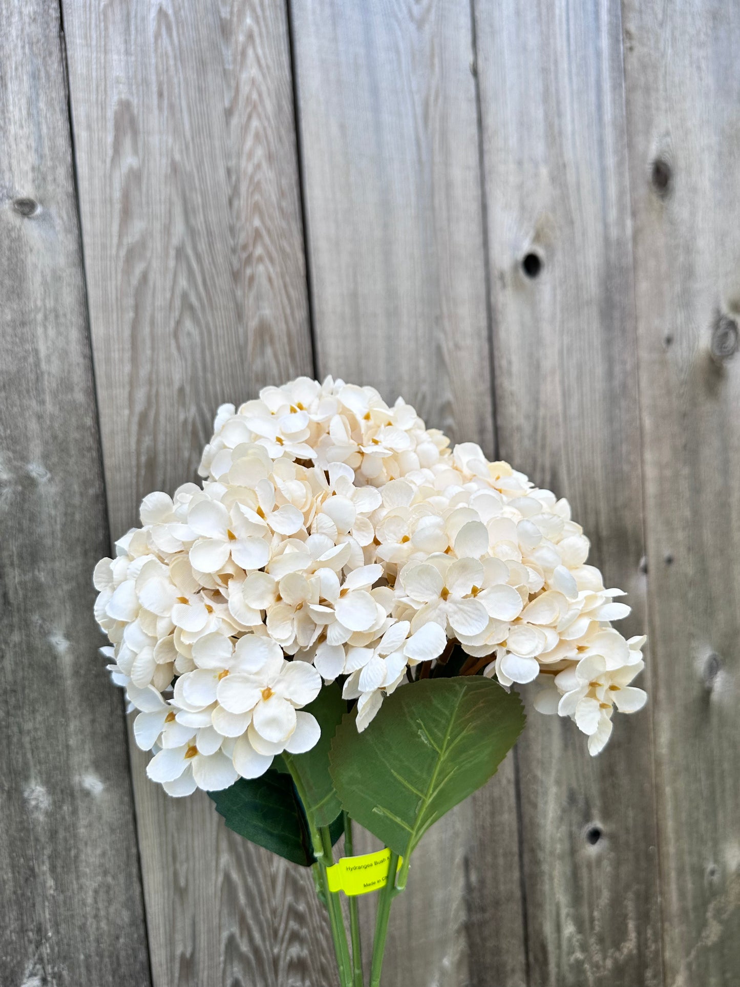 Hydrangea Bush   57328BE