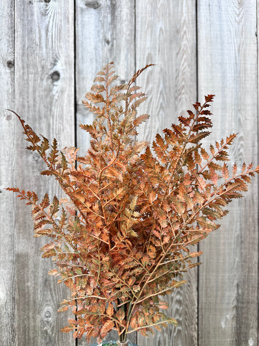 PLASTIC FERN BUSH    85369-UV-AUTYE