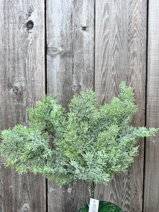 CEDAR W ICED BUSH     85258