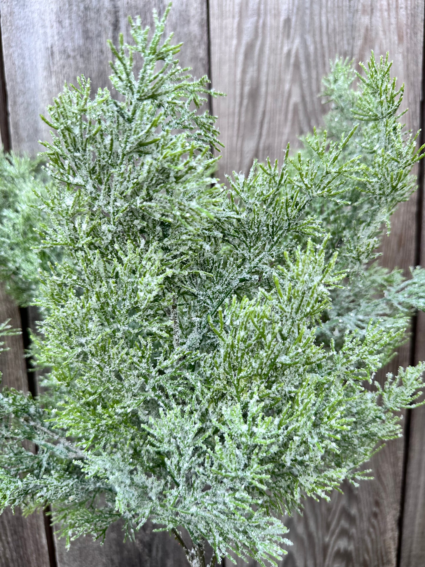 CEDAR W ICED BUSH     85258