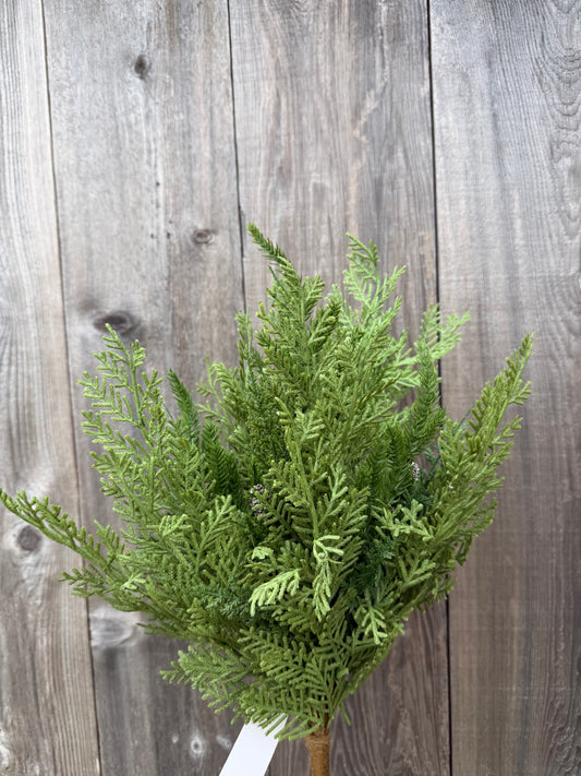 22 CYPRESS NORFOLK BUSH   85951