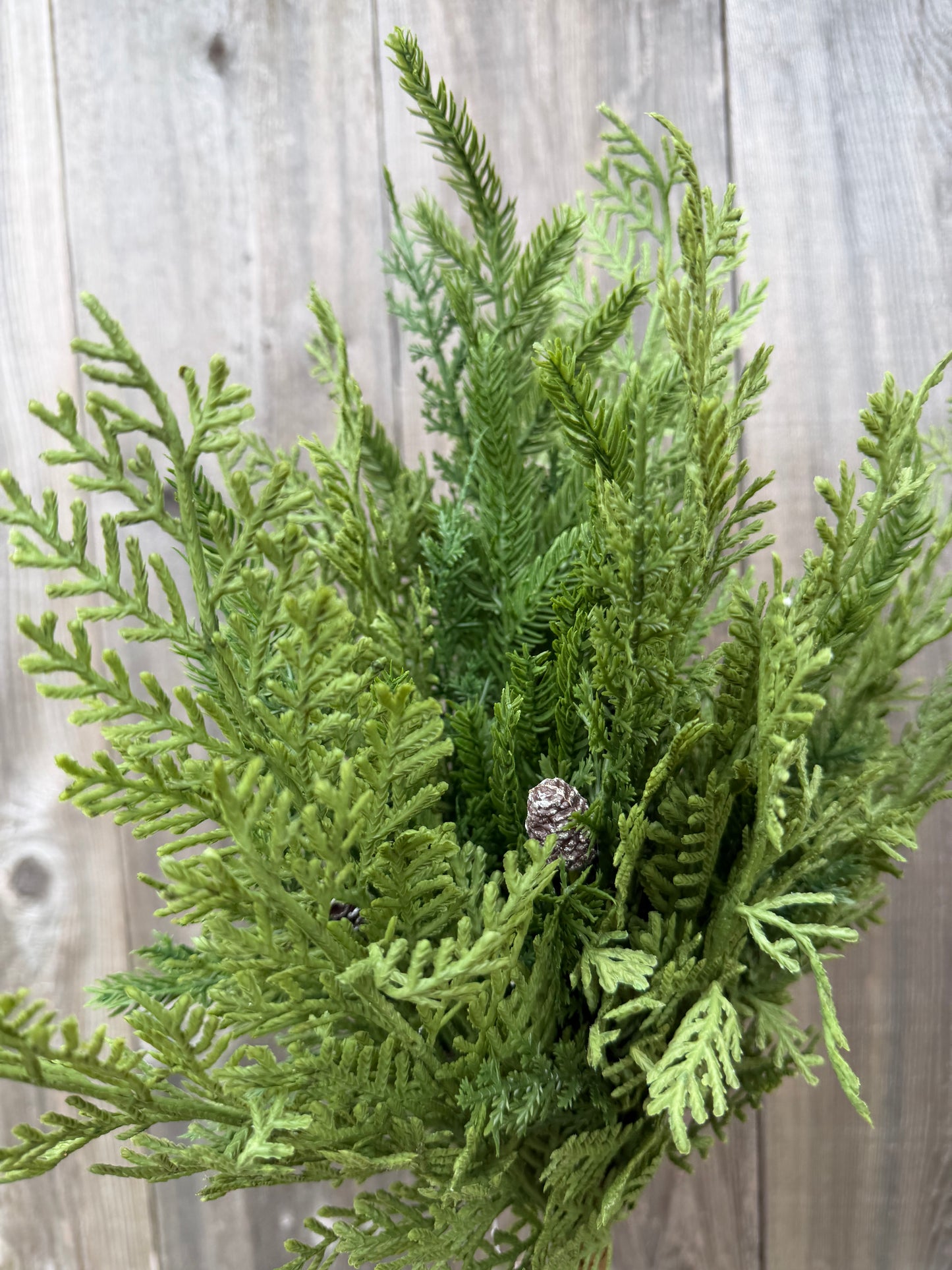 22 CYPRESS NORFOLK BUSH   85951