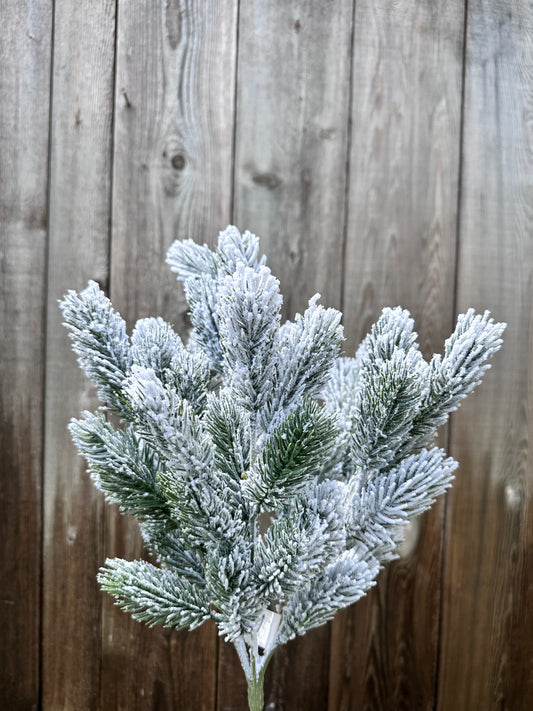 SNOW PINE BUSH   XB781629-063