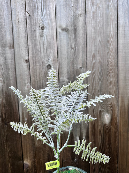 Snow Fern Pick   XP551128-068