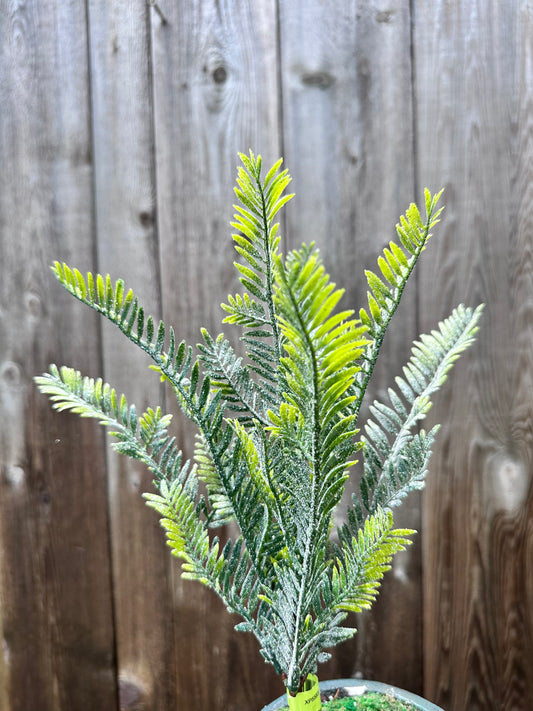 Snow Fern Pick   XP55837