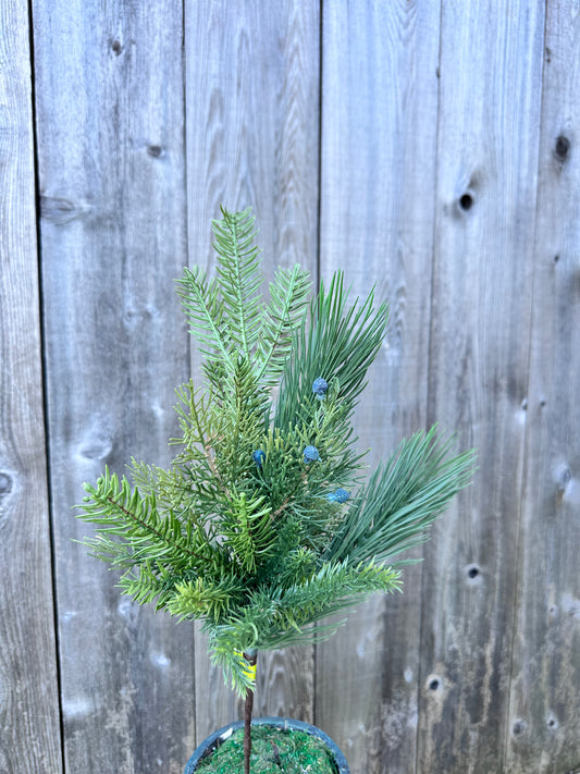 Belgium Pine Pick  86375SP18